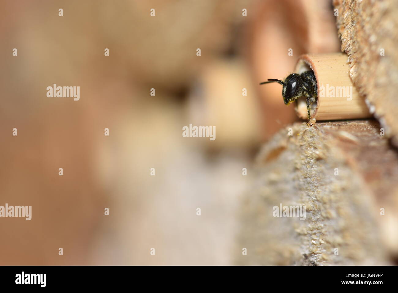 Einsame Harz Biene (Heriades Crenulatus) auf der Suche aus und verlassen das Nest in ein hohles Schilfrohr Stengel in ein Insektenhotel. Stockfoto