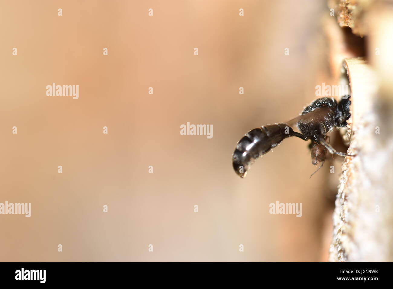 Crabronidae Solitäre Wespe (Psenulus Fuscipennis) bringen Blattläuse zu seinem Nest in ein hohles Schilfrohr Stiel. Betreten ein Insektenhotel mit Beute. Stockfoto