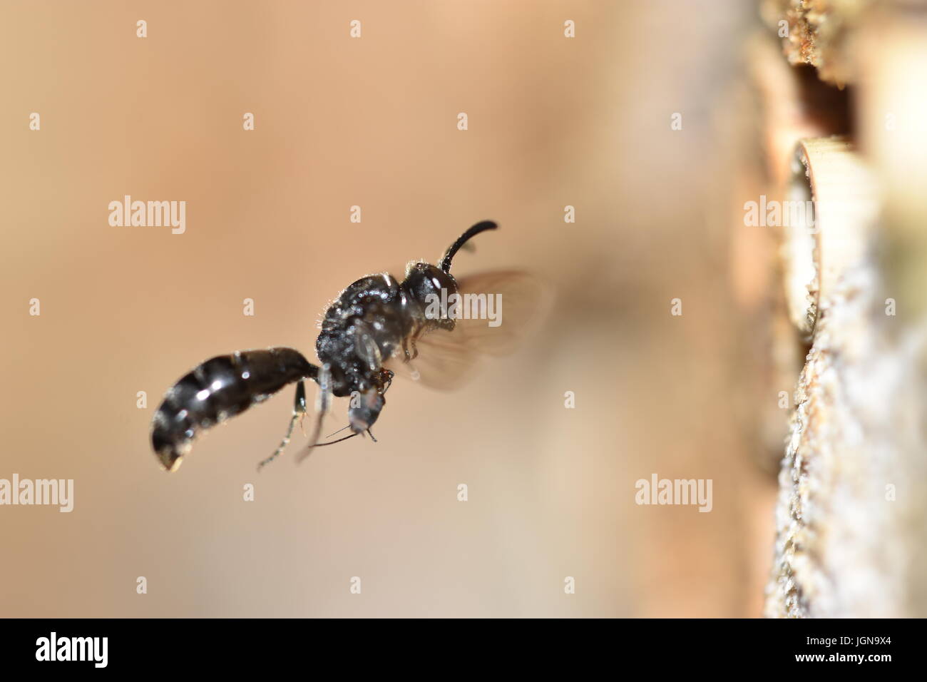 Crabronidae Solitäre Wespe (Psenulus Fuscipennis) bringen Blattläuse zu seinem Nest in ein hohles Schilfrohr Stiel. während des Fluges mit Beute nähert sich ein Insektenhotel. Stockfoto