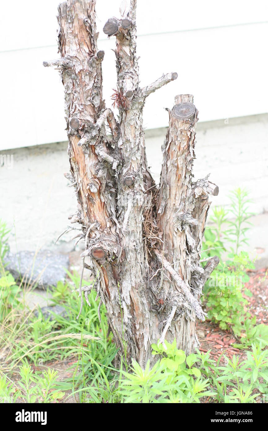 Landschaft und Blumen im Jahr 2017 Stockfoto