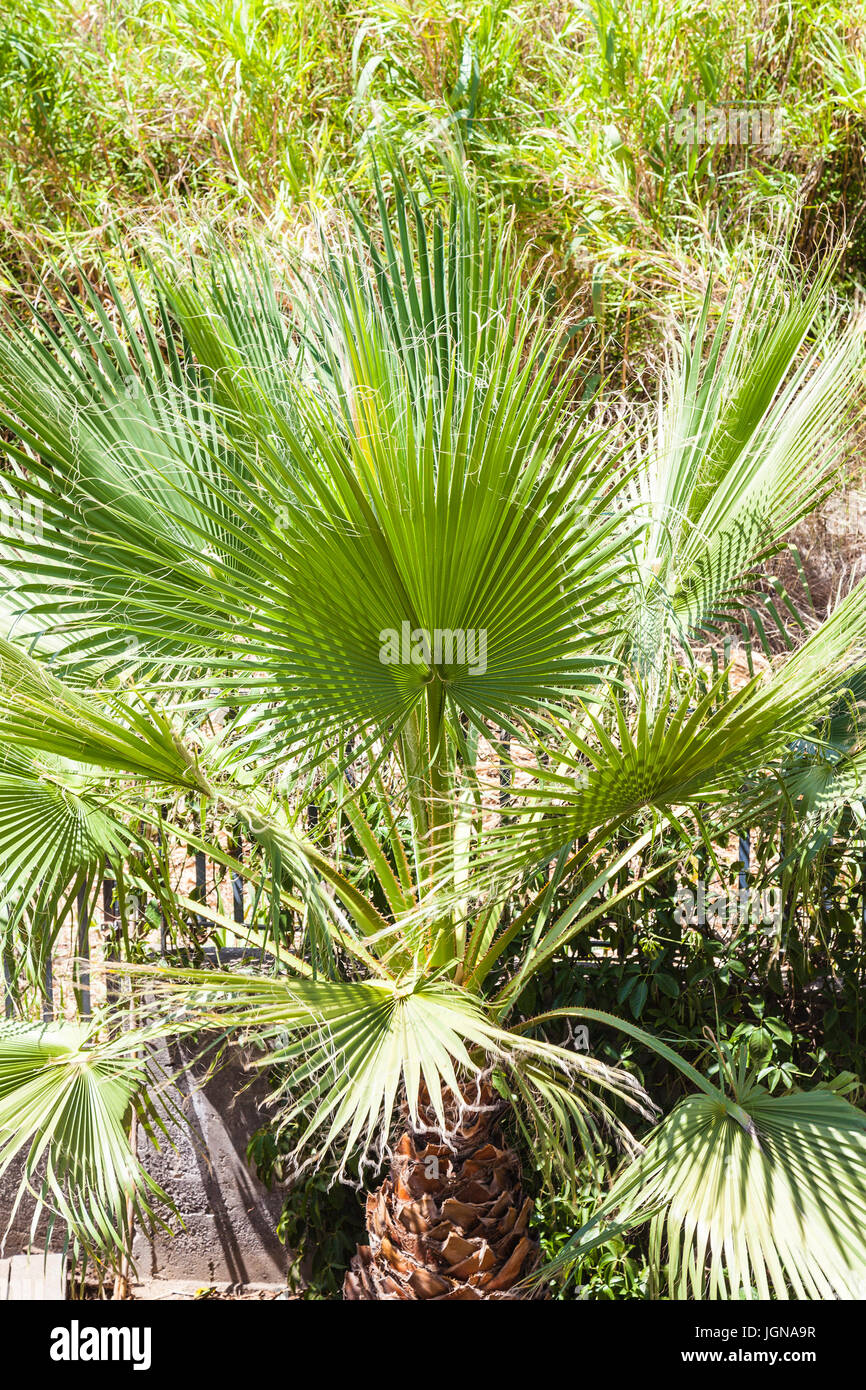Reisen Sie nach Sizilien, Italien - dekorative Palme im Garten in Giardini Naxos-Stadt im Sommer Stockfoto