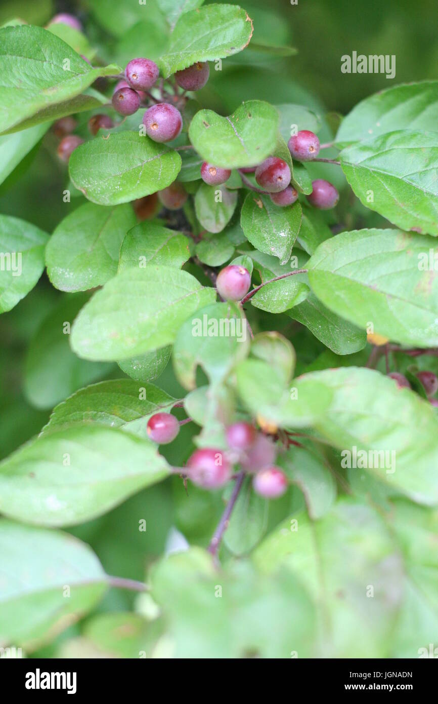 Landschaft und Blumen im Jahr 2017 Stockfoto