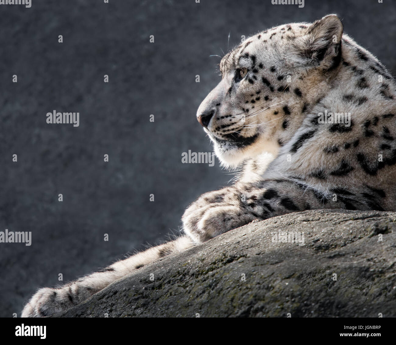 Profilbildnis eines Schneeleoparden gegen fleckige grau hinterlegt Stockfoto