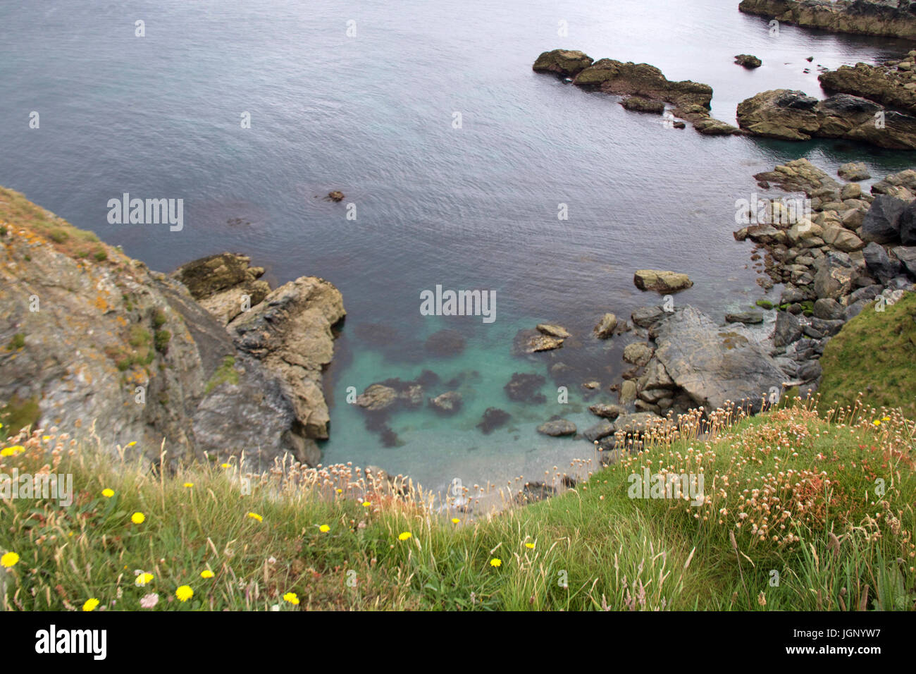 Malerische Mutton Cove in Cornwall, Großbritannien von der Klippe gesehen Stockfoto
