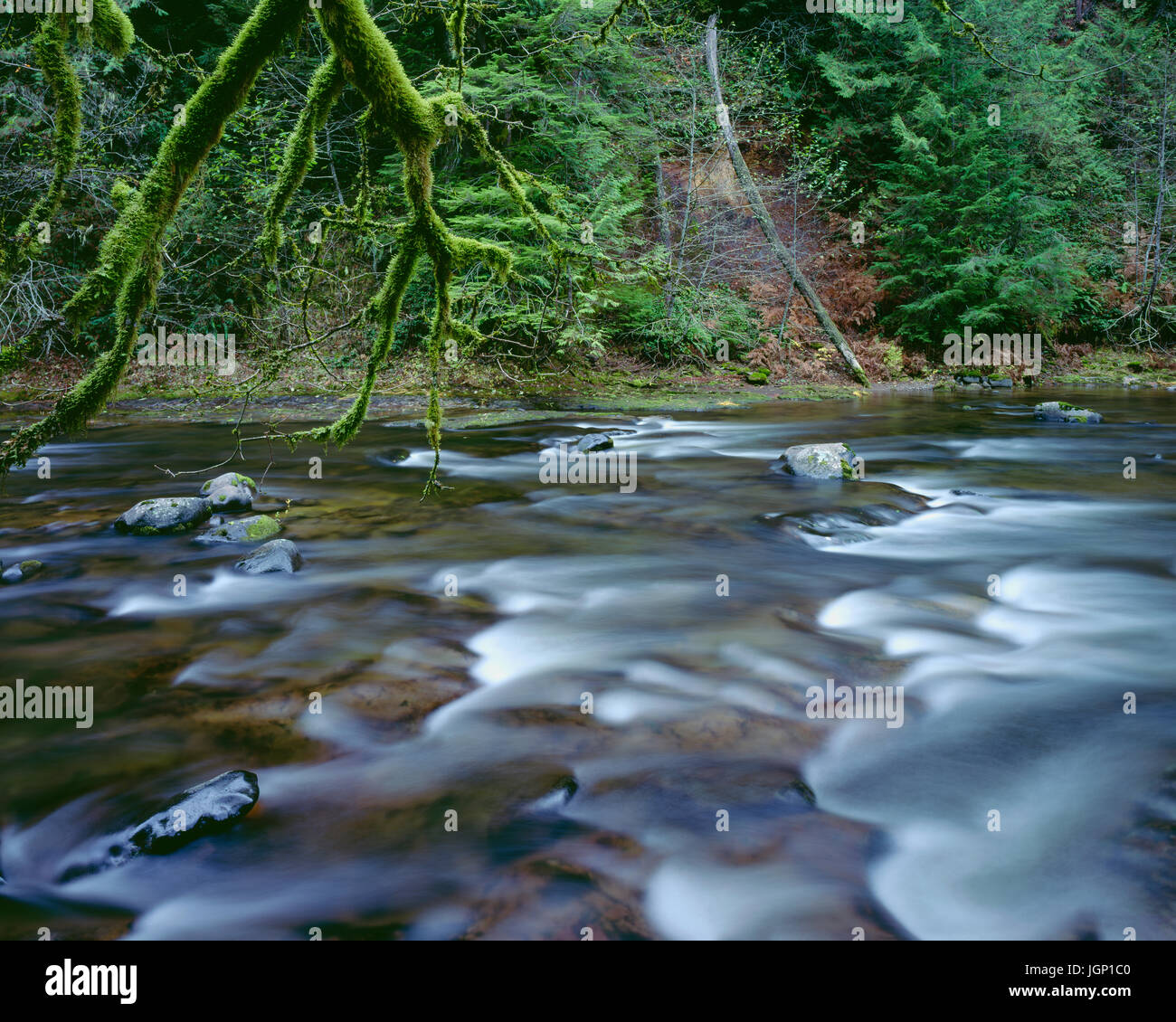 USA, Oregon, Mount Hood National Forest, Lachs-Huckleberry Wildnis, Salmon River, ein vom Bund vorgesehenen Wild und Scenic River und umliegenden fo Stockfoto