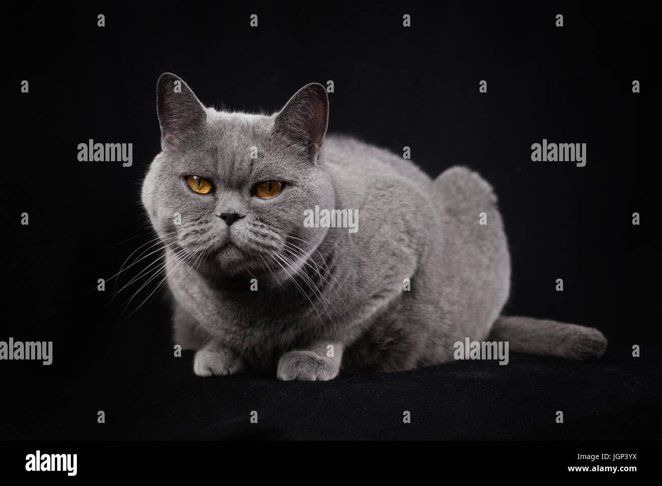 Graue silbrig britische Kurzhaarkatze liegend auf einem schwarzen Hintergrund Stockfoto