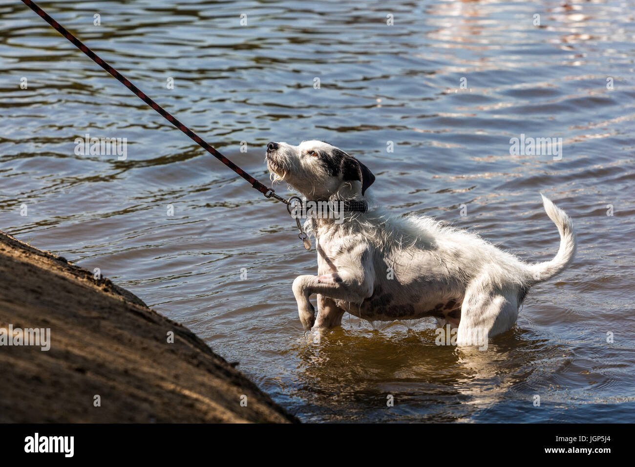Jack Russell Terrier an einer Leine, die nicht aus dem Wasser will, Hund im Wasser Stockfoto