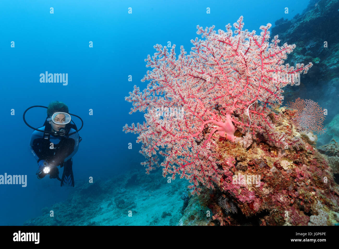Taucher im Kirschblüte Coral (Siphonogorgia Godeffroyi) am Korallenriff Böschung, Palawan, Mimaropa, Sulu See Stockfoto