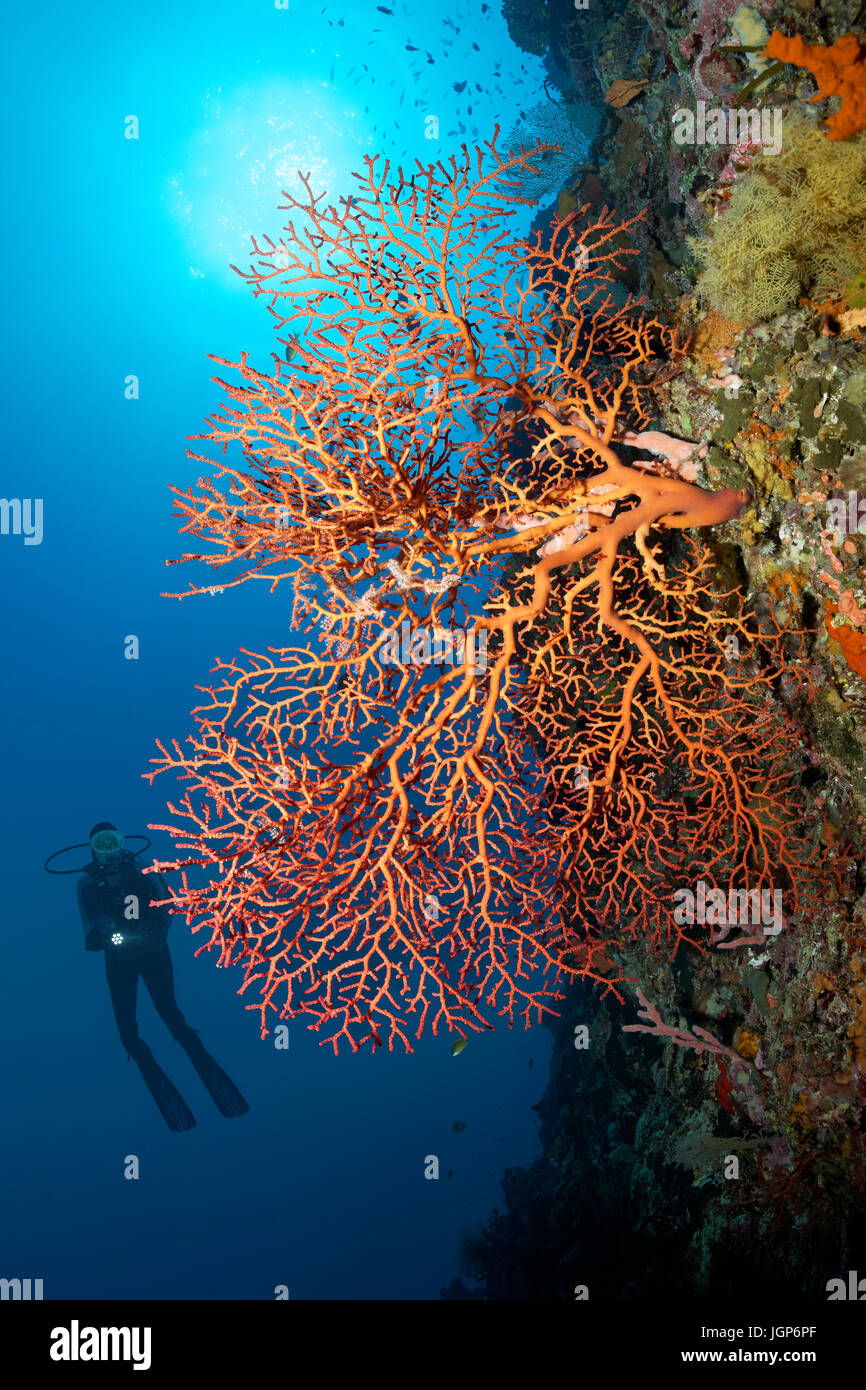 Taucher am Korallenriff Wand anzeigen rote Gorgonien (Gorgonacea), Sonne, Hintergrundbeleuchtung, Palawan, Mimaropa, Sulu-See, Pazifik Stockfoto