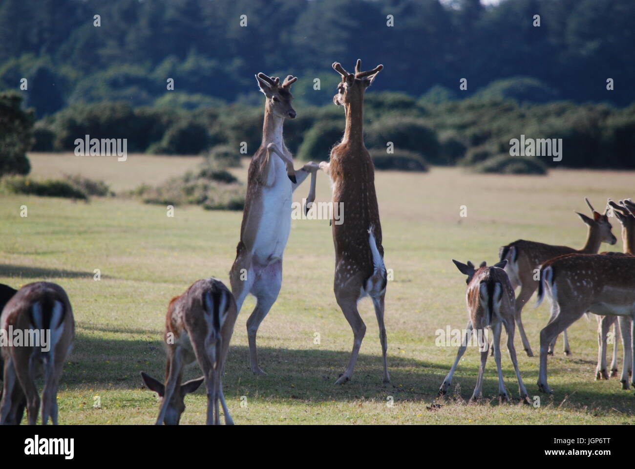 Boxen-Hirsch Stockfoto