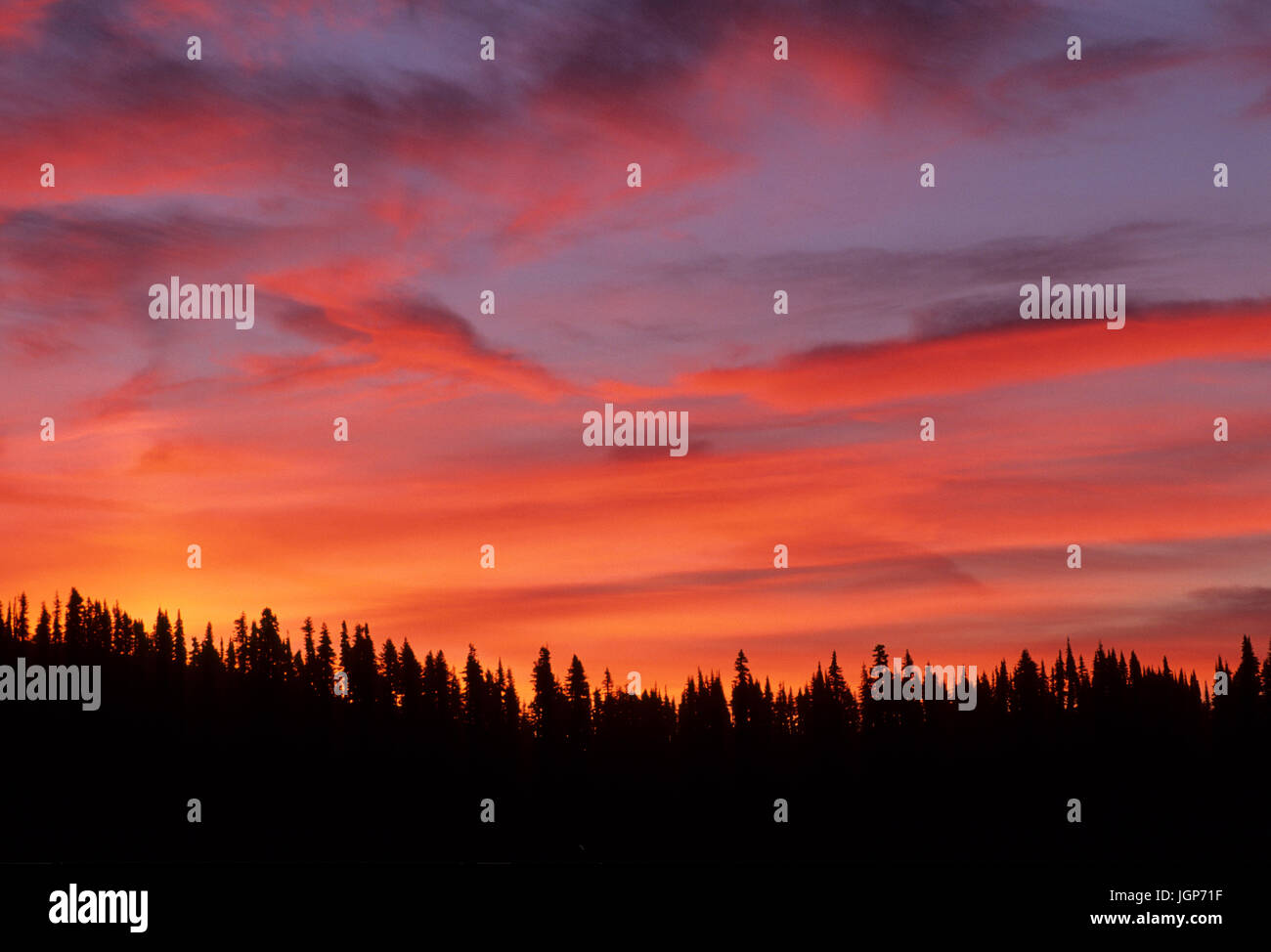 Sonnenaufgang über dem Mazama Ridge, Mt Rainier Nationalpark, Washington Stockfoto
