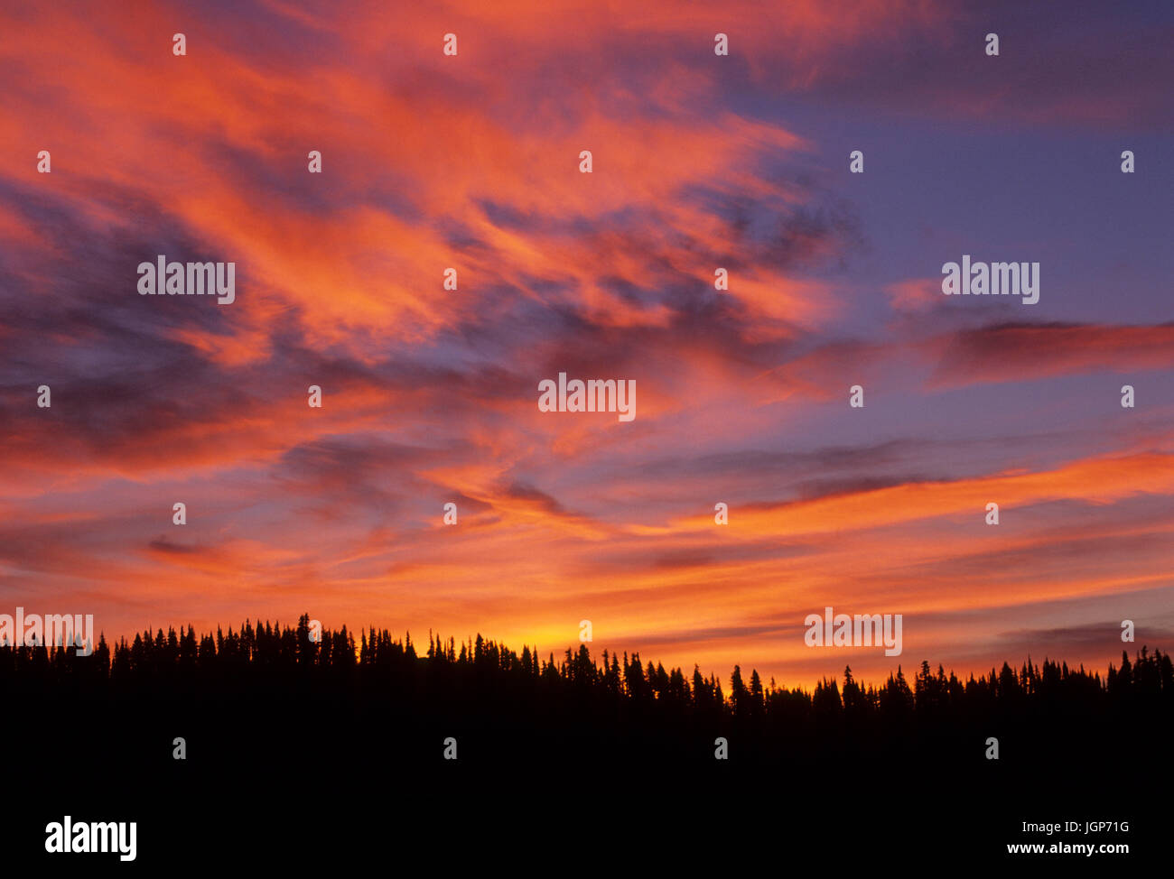 Sonnenaufgang über dem Mazama Ridge, Mt Rainier Nationalpark, Washington Stockfoto