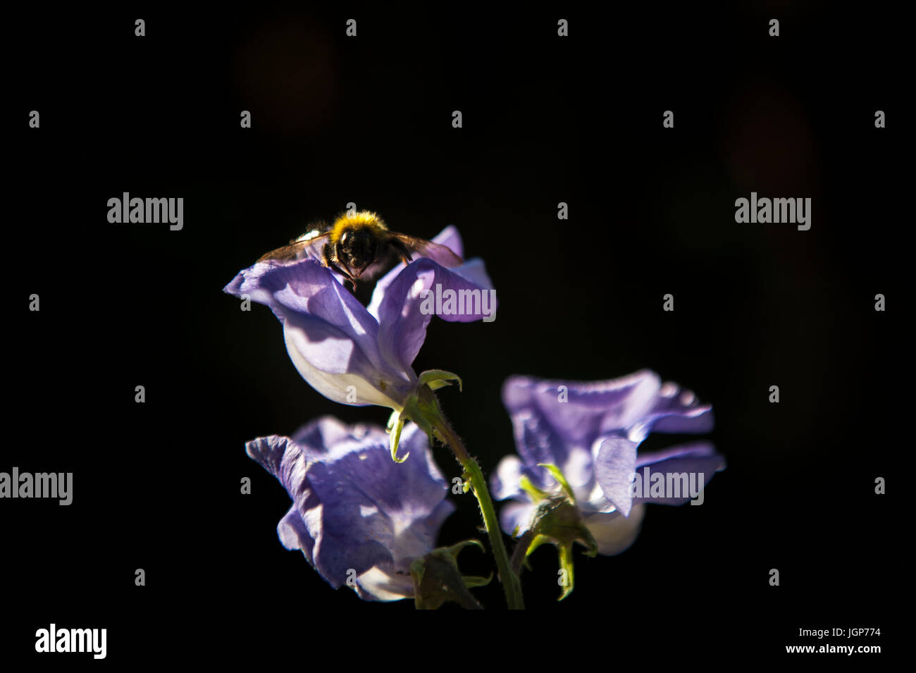 Eine Hummel auf einer Blume in einem englischen Garten Stockfoto