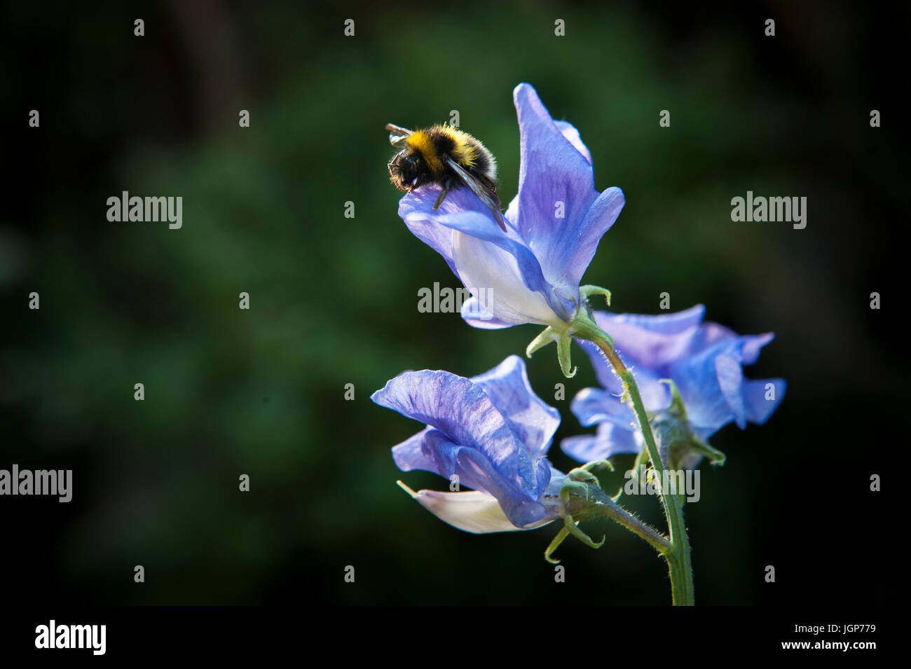 Eine Hummel auf einer Blume in einem englischen Garten Stockfoto