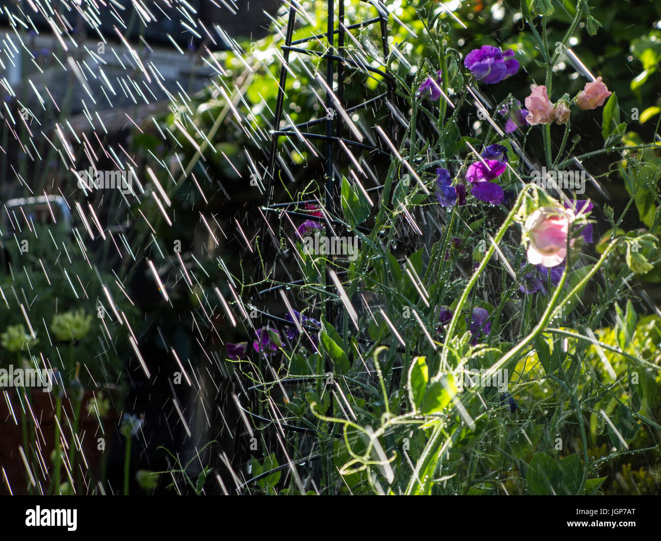 Bewässerung des Gartens mit einem Gartenschlauch im Sommer Stockfoto