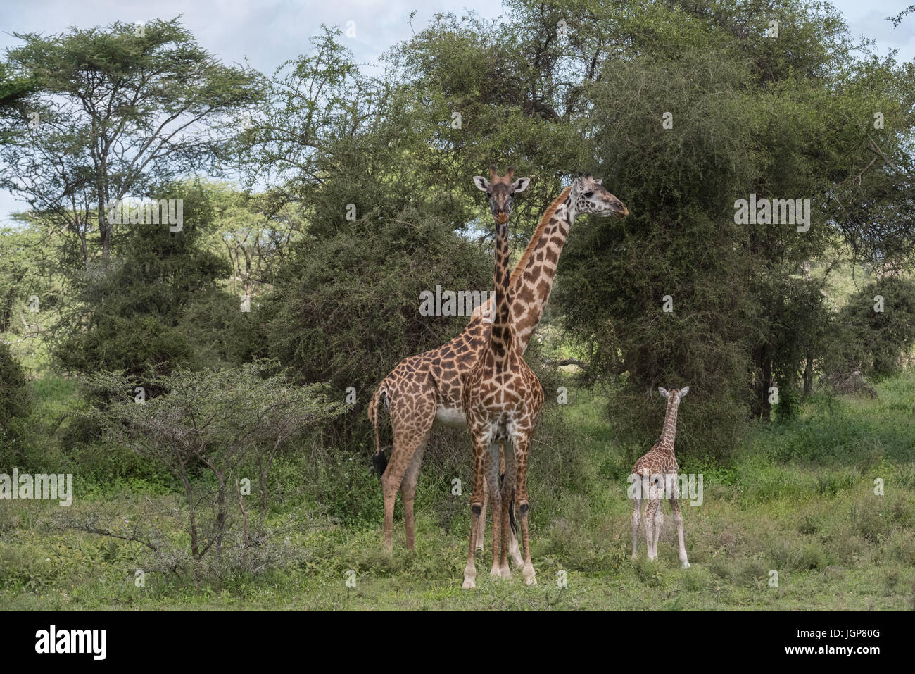 Giraffe Neugeborenen mit Familie, Tansania Stockfoto