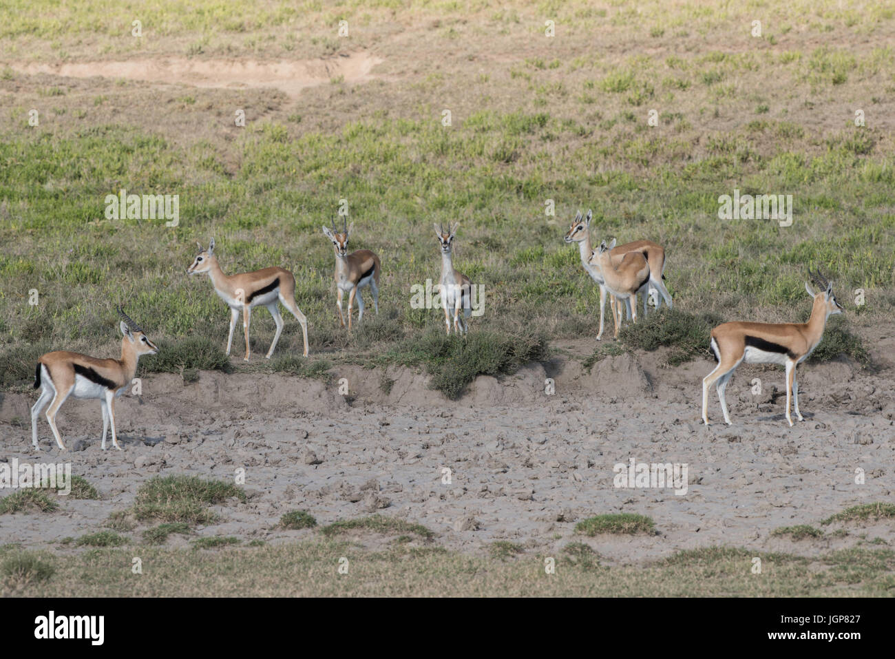 Thomson Gazellen an einen Leckstein, Serengeti Nationalpark, Tansania Stockfoto