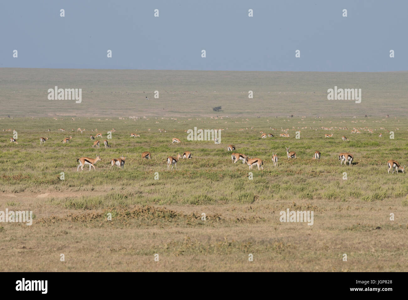 Herde von Thomson es Gazelle auf den Ebenen der Serengeti, Tansania Stockfoto