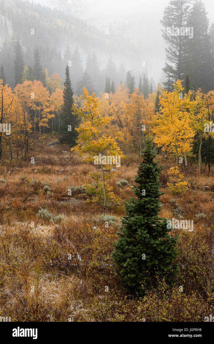 Espen im Nebel, Big Cottonwood Canyon in Utah Stockfoto