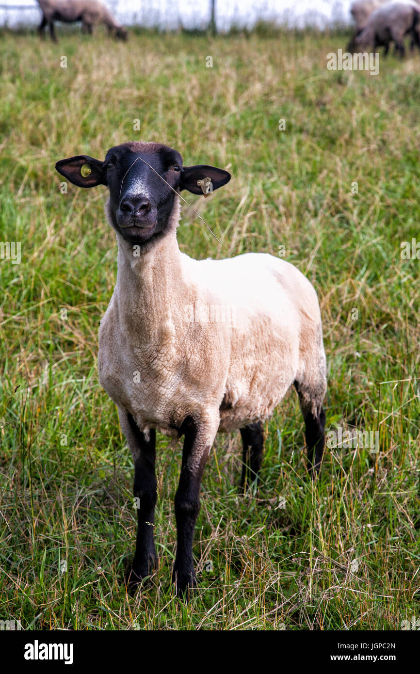 Nutztiere, Schafe Stockfoto