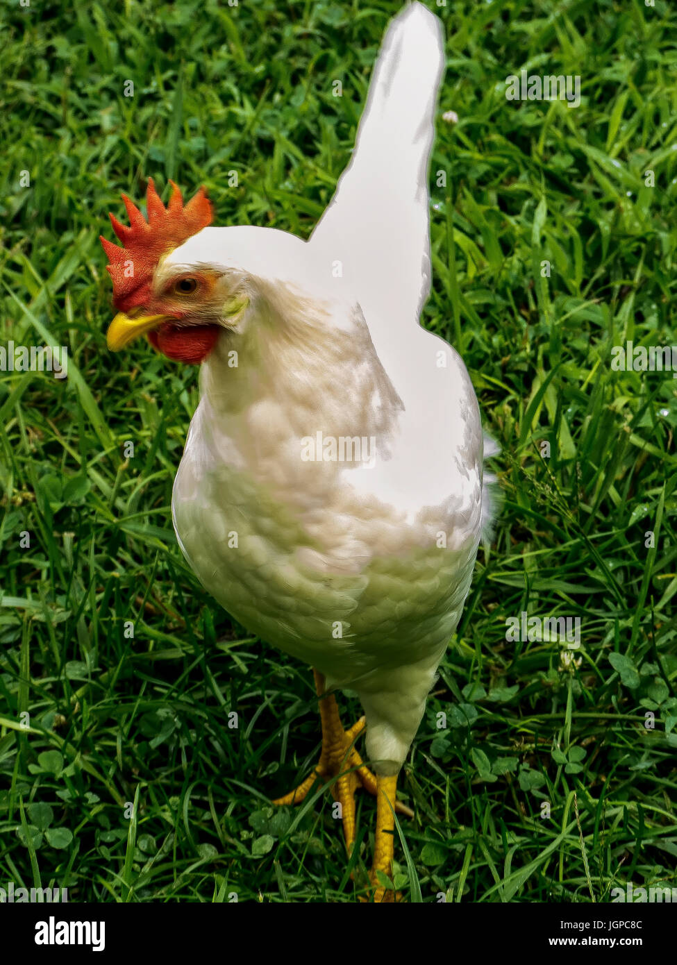 Freilandhaltung Henne Stockfoto