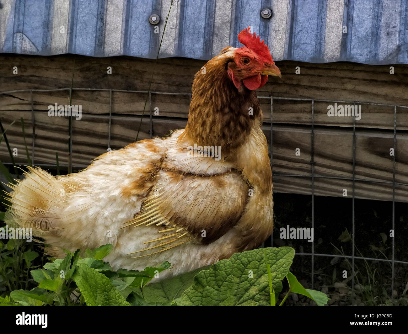 Huhn auf Bauernhof Stockfoto