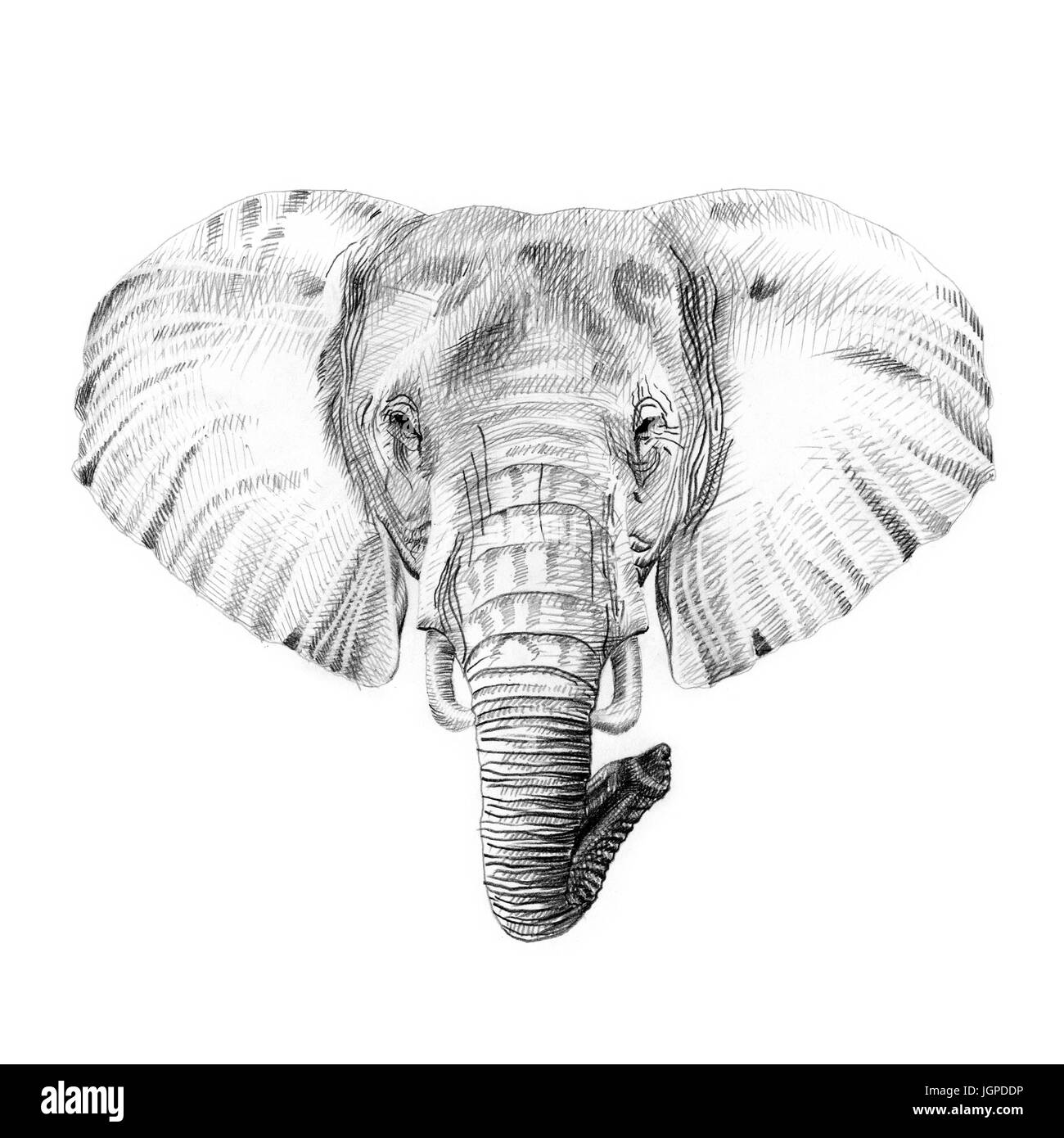 Isolierte elefant zeichnen Schwarzweiß-Stockfotos und -bilder - Alamy