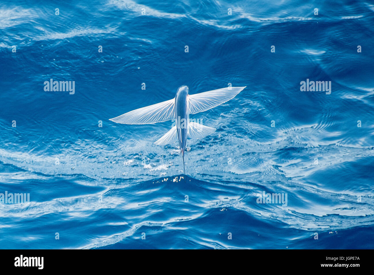 Fliegende Fische-Arten in der Luft, wissenschaftlicher Name unbekannt, abseits mehrere hundert Meilen Mauretanien, Nord-Afrika, Atlantik Stockfoto