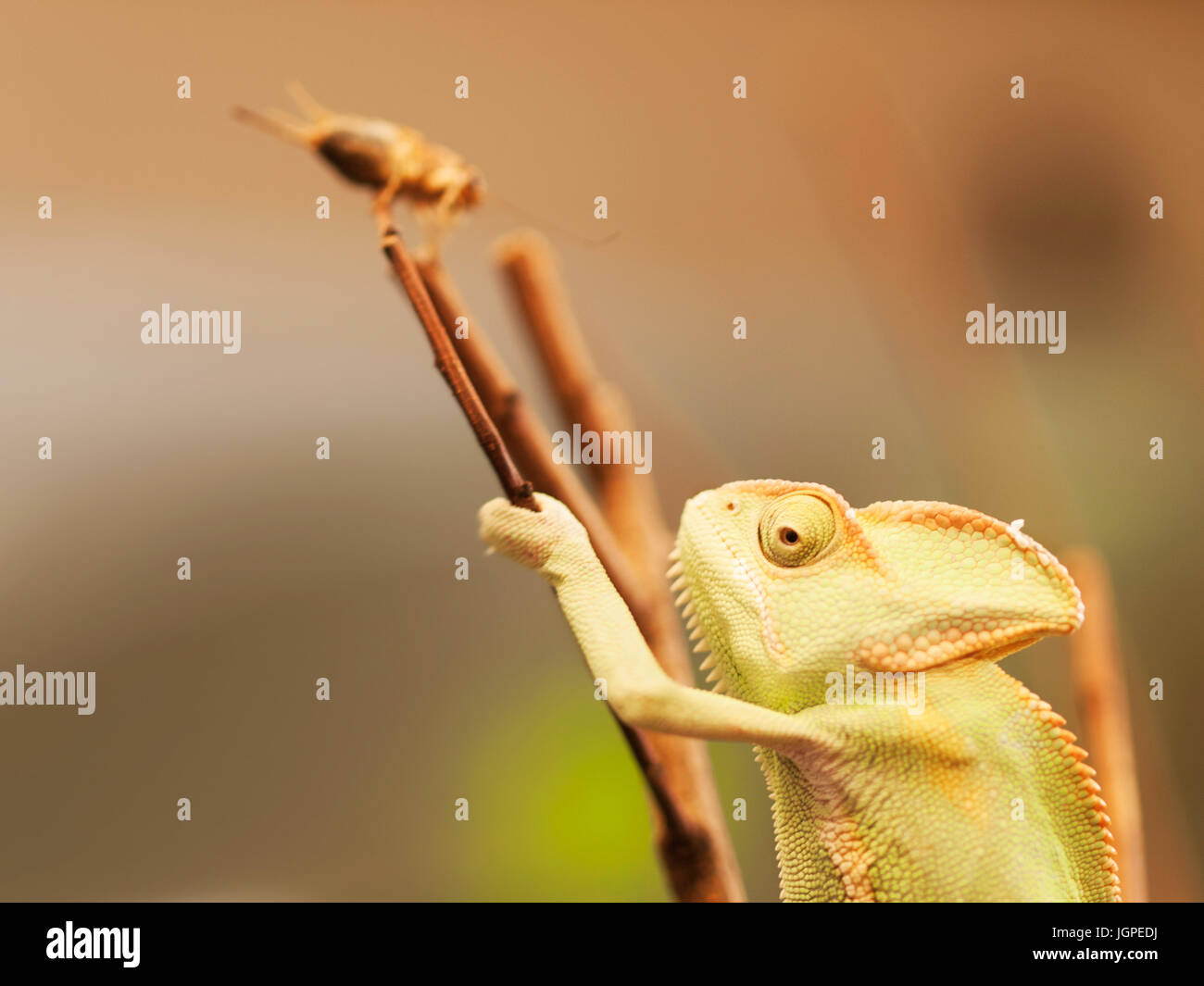 Junge Jemen Chamäleon auf dem Zweig vorbereitet Käfer - chameleo Calyptratus zu fangen Stockfoto