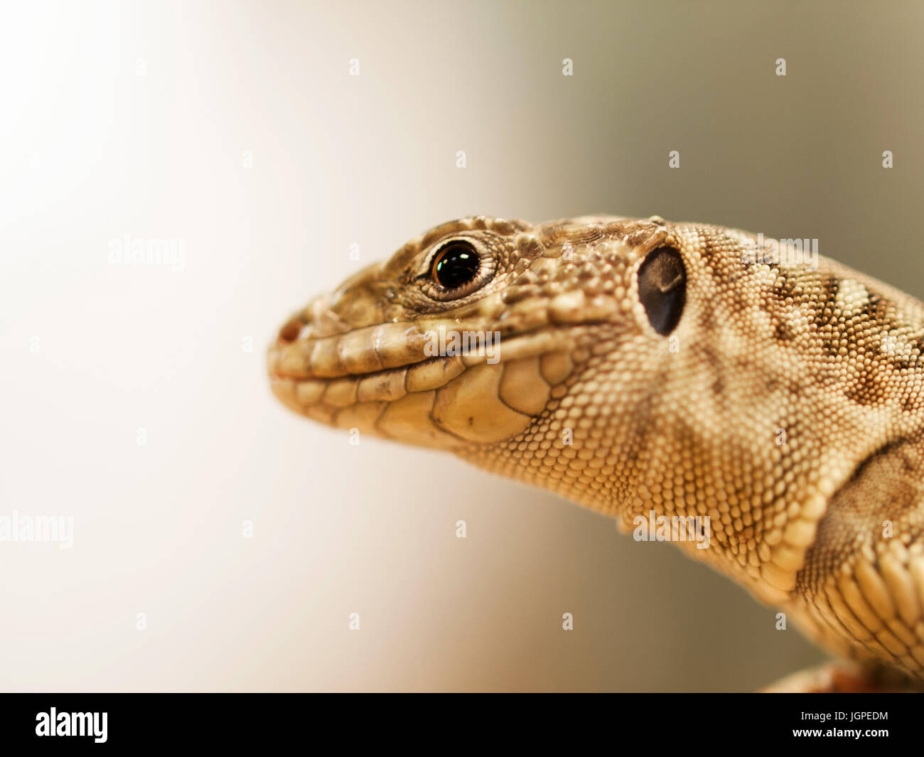 Portrait von europäischen Lembeh - lizard Lacerta lepida Stockfoto