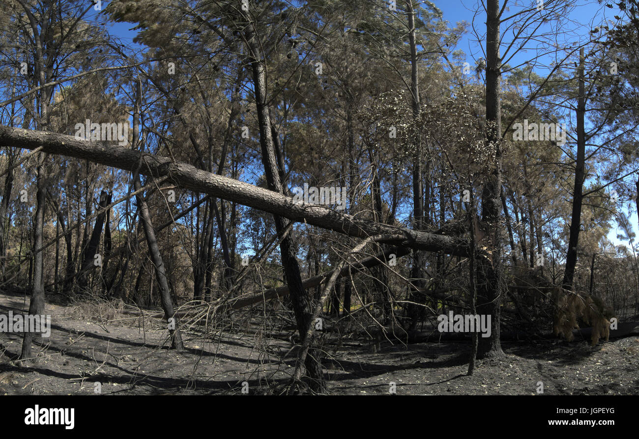 Ausgewachsene Kiefern abgebaut und durch den Wind und Feuer einen