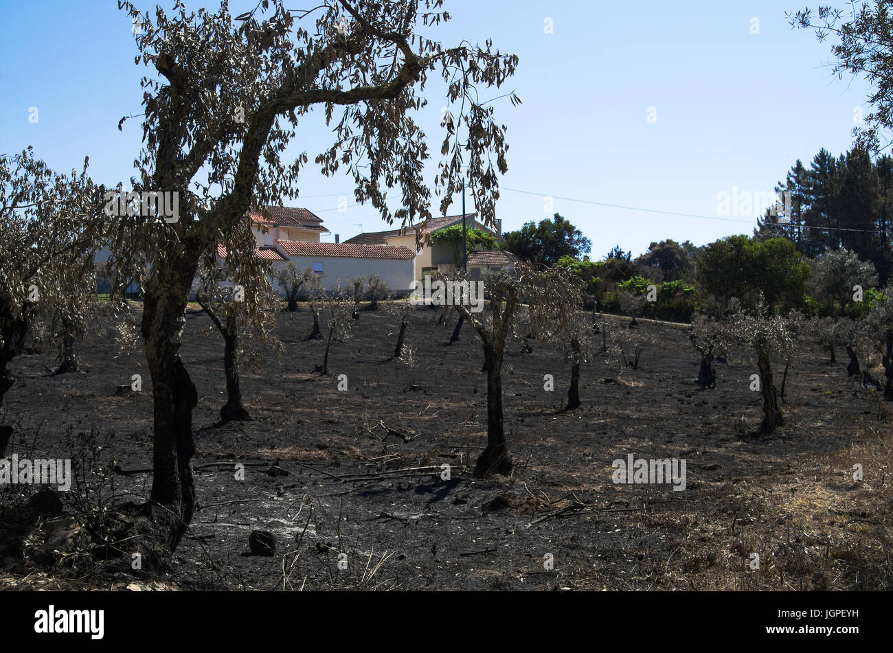 Oliven Baum Feld brannte direkt neben den Häusern des kleinen Dorfes Lameira Cimeira. Durch einen massiven Waldbrand verursacht. Pedrogao Grande, Portugal Stockfoto