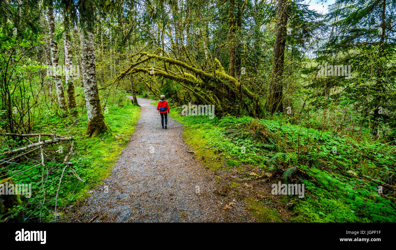 Frau wandern durch den gemäßigten Regenwald von Kanaka Creek Regional Park in der Nähe der Stadt Maple Ridge im wunderschönen British Columbia, Kanada Stockfoto