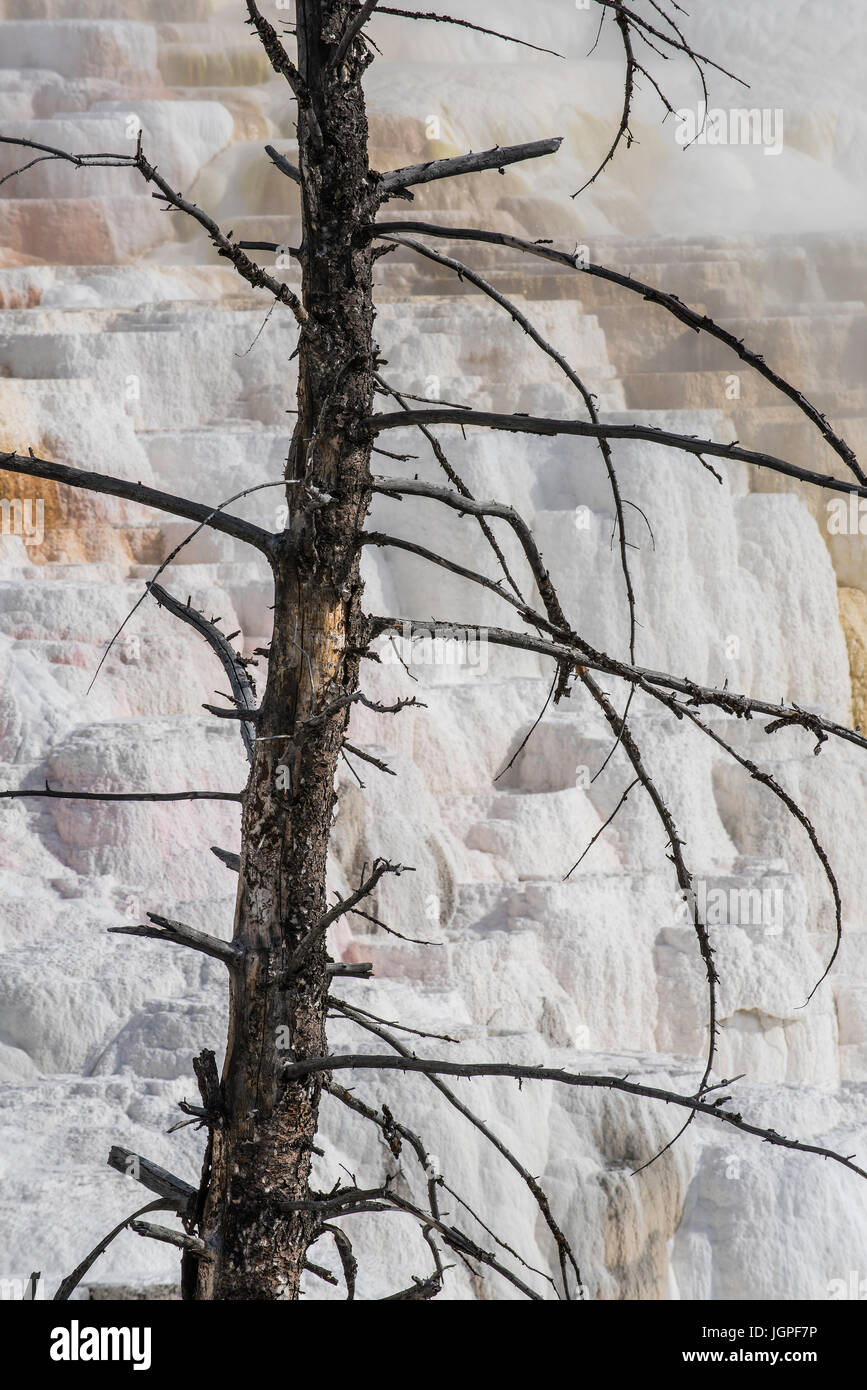 Toten Baum, Mammoth Hot Springs, Yellowstone-Nationalpark, Wyoming, durch Bruce Montagne Stockfoto