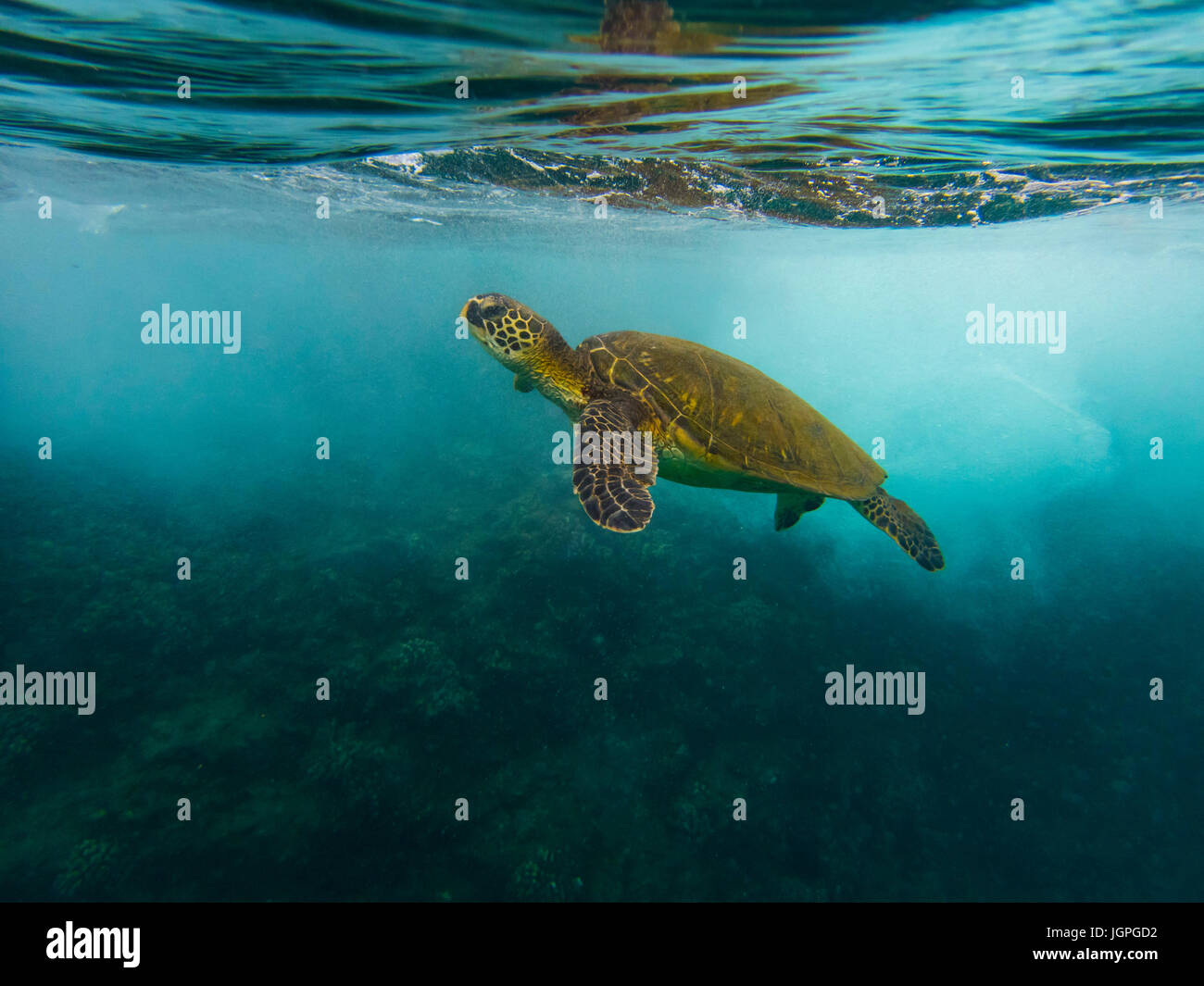 Grüne Meeresschildkröten Schwimmen unter Wasser, Maui Stockfoto