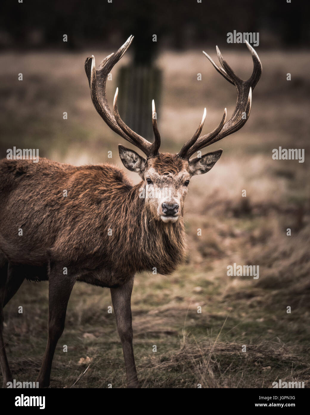 Wunderschöne Kreaturen Stockfoto