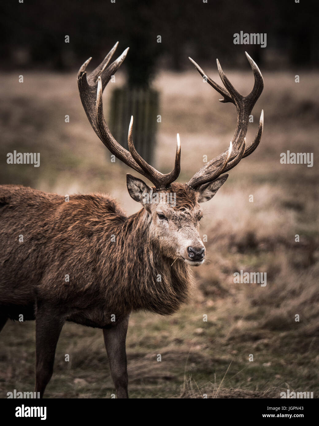 Wunderschöne Kreaturen Stockfoto