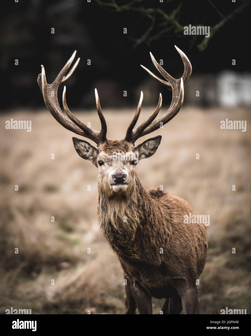 Wunderschöne Kreaturen Stockfoto