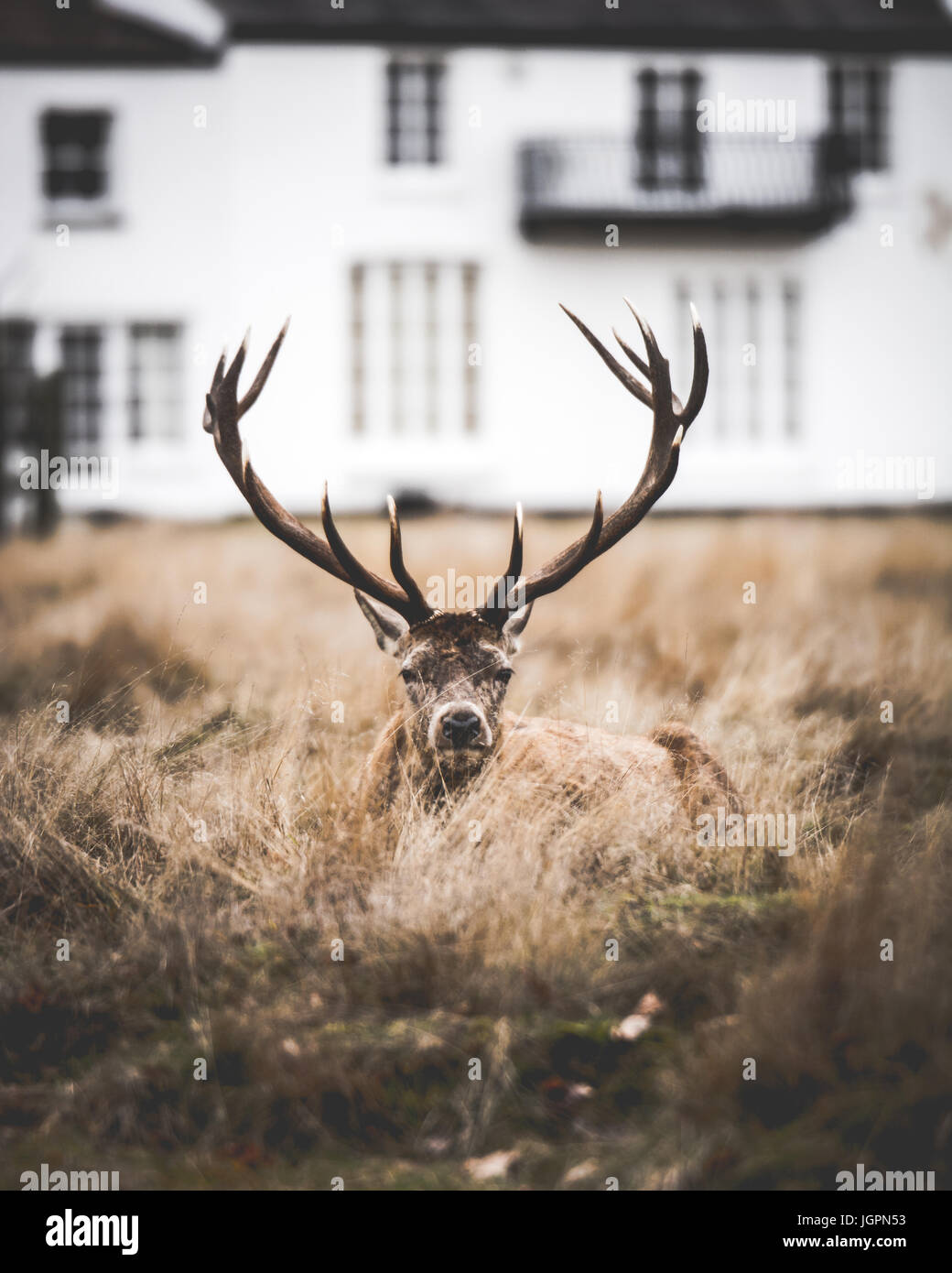 Wunderschöne Kreaturen Stockfoto