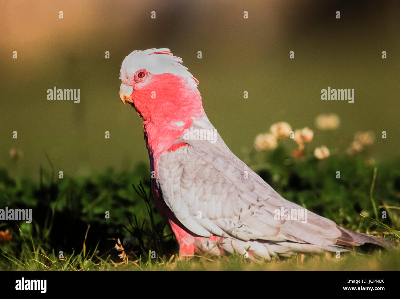 Galah, (Eolophus roseicapilla), auf dem Boden, Byron Bay, New South Wales,  Australien Stockfotografie - Alamy
