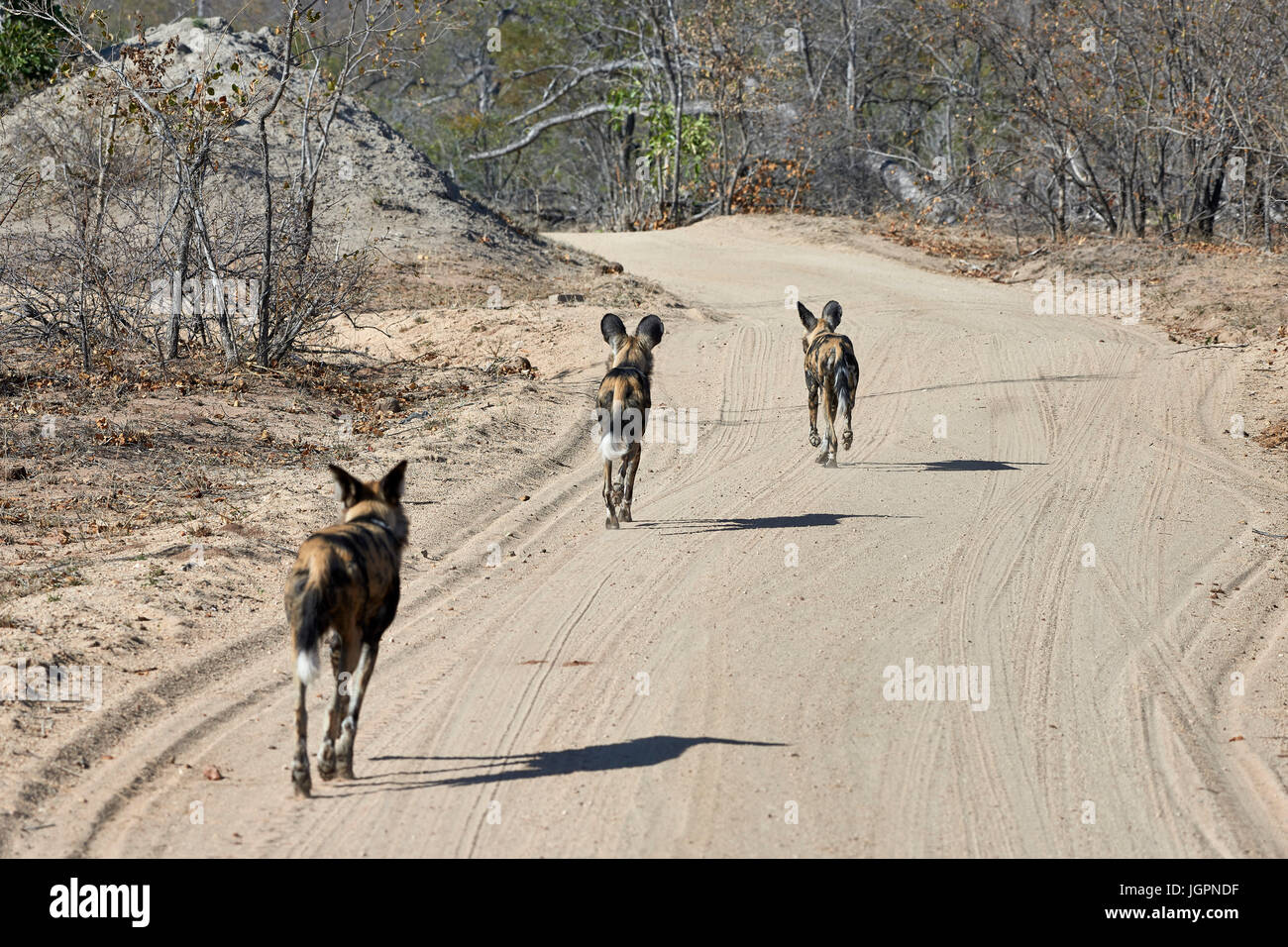 Afrikanischer Wildhund, Lycoon Pictus, drei Tiere traben entlang der Straße, Sabi Sands game Reserve, Südafrika Stockfoto