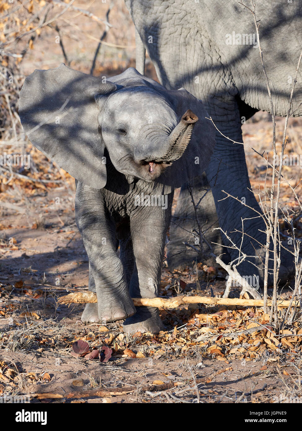 Afrikanischer Elefant, Loxodonta Africana, Kalb wird neugierig, Sabie Sand Wildreservat, Südafrika Stockfoto