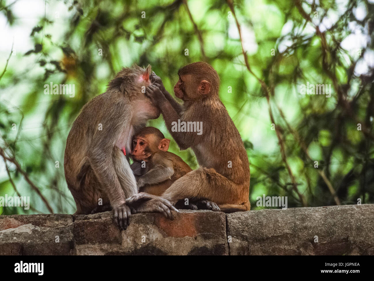 Rhesus macaque Familie, (Mucaca Mulatta), Säuglingsnahrung von Mutter mit jüngeren weiblichen gegenseitige Fellpflege, Keoladeo Ghana National Park, Rajasthan, Indien Stockfoto