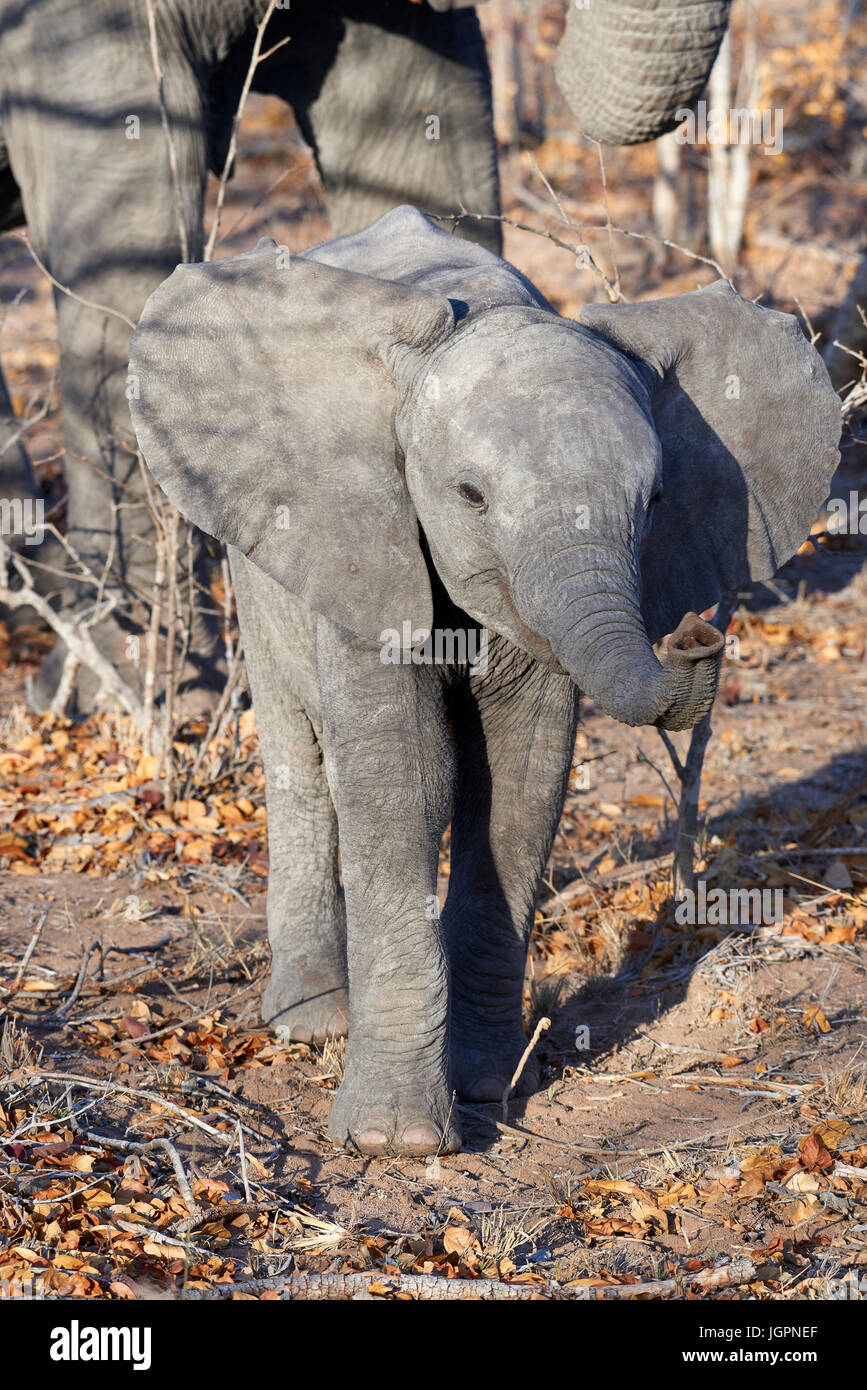 Afrikanischer Elefant, Loxodonta Africana, Kalb wird neugierig, Sabie Sand Wildreservat, Südafrika Stockfoto