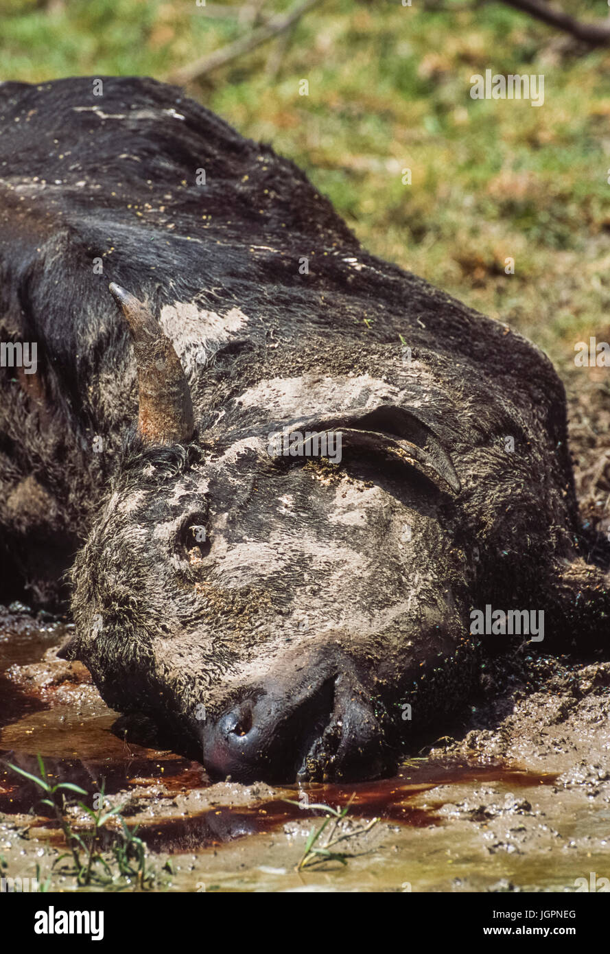 Tote Kuh, eine indische Zebu, (Bos indicus oder Bos taurus indicus), Opfer der Dürre in Keoladeo Ghana National Park, Bharatpur, Rajasthan, Indien Stockfoto