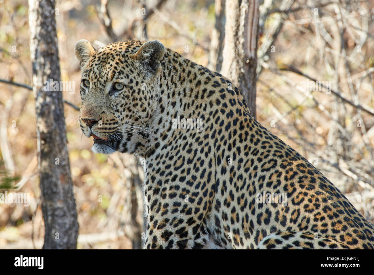 Leopard, Panthera Pardus, Sabi Sands Natur Reservat, South Africa, Porträt des großen Mannes Stockfoto