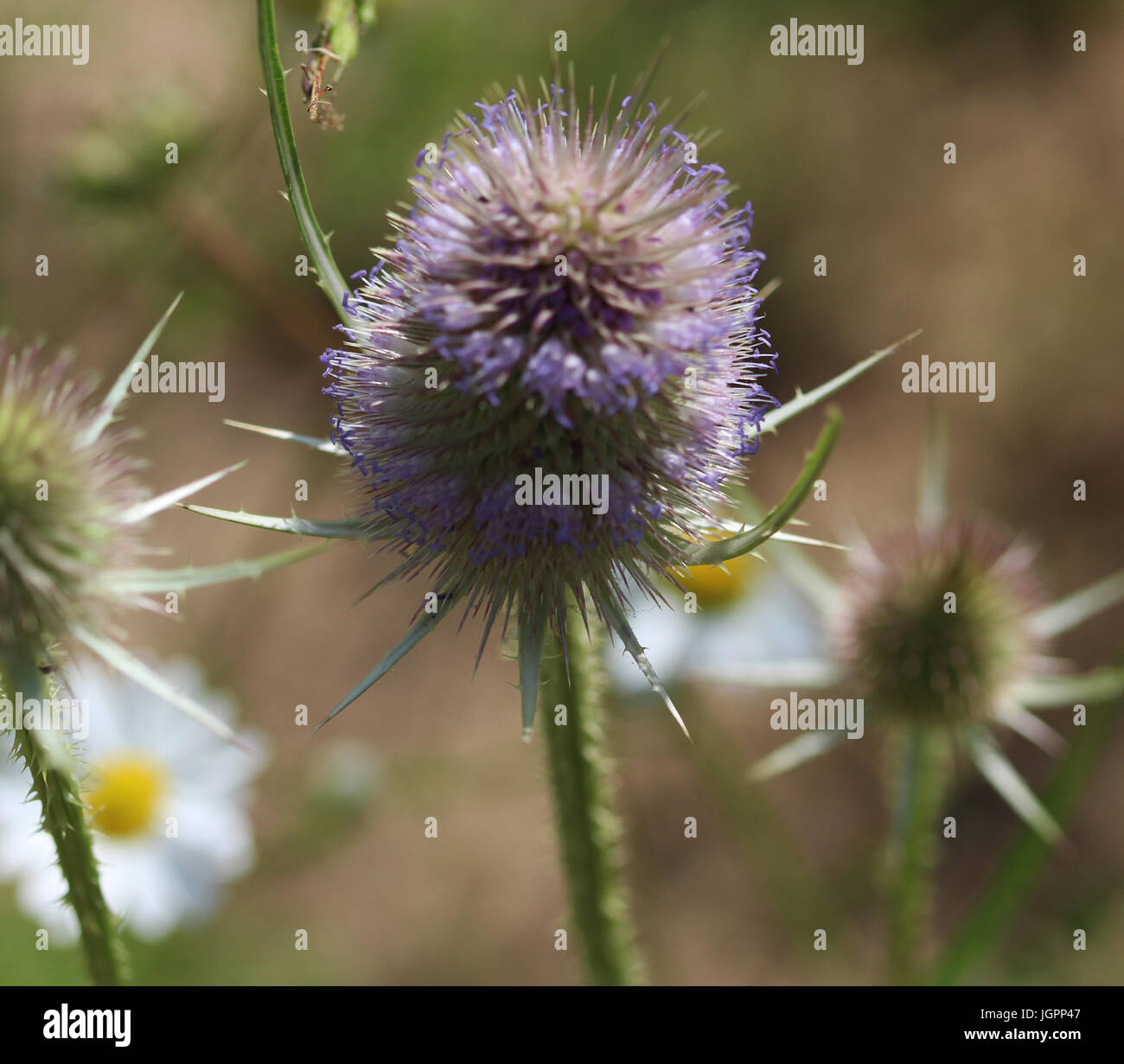 Dipsacus fullonum Stockfoto