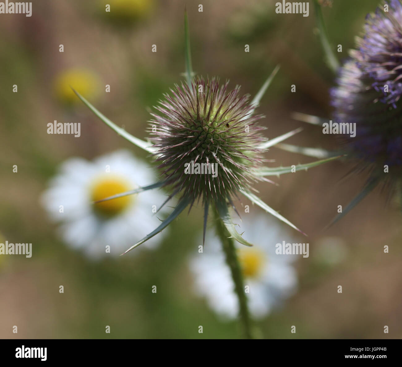 Dipsacus fullonum Stockfoto