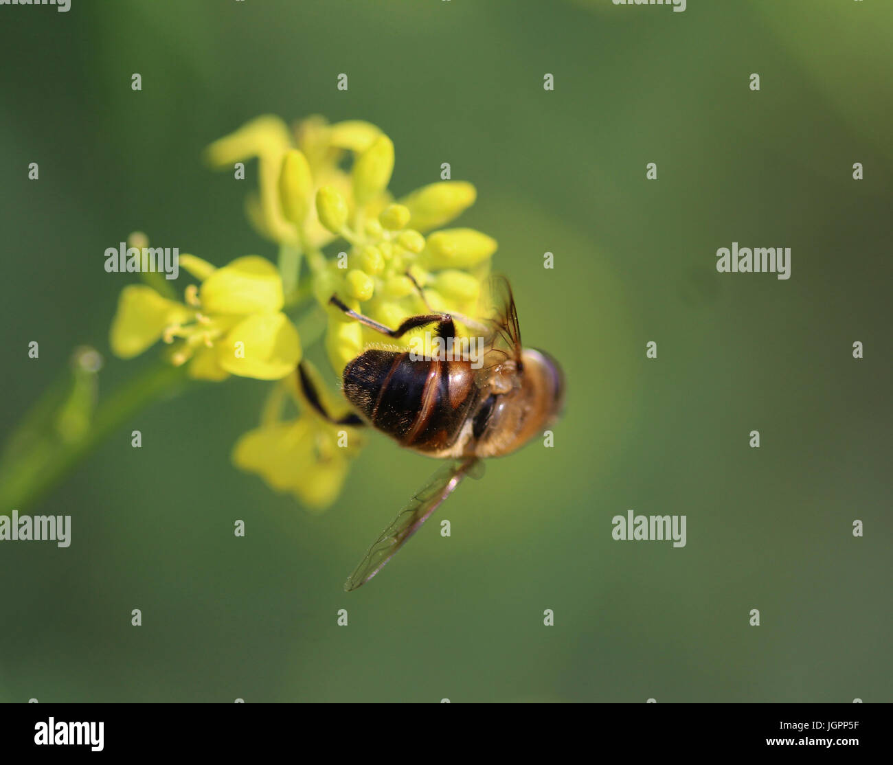 Drohne fliegen Stockfoto