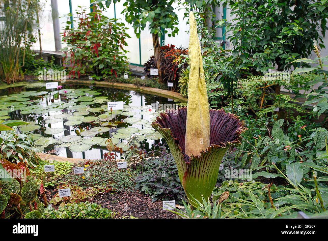 Liberec Tschechische Republik 8 Juli 2017 Ein Titan Arum